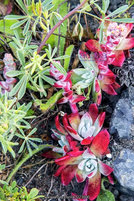 : Coast dudleya at Point Reyes National Seashore : Coast dudleya at Point Reyes National Seashore