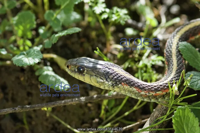 : Coast Garter Snake : Coast Garter Snake