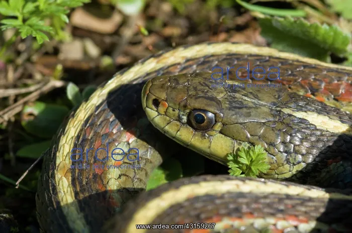 : Coast Garter Snake : Coast Garter Snake