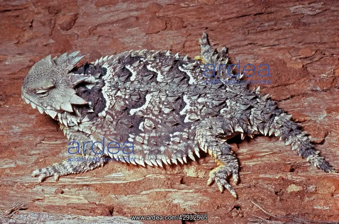 : Coast Horned Lizard : Coast Horned Lizard