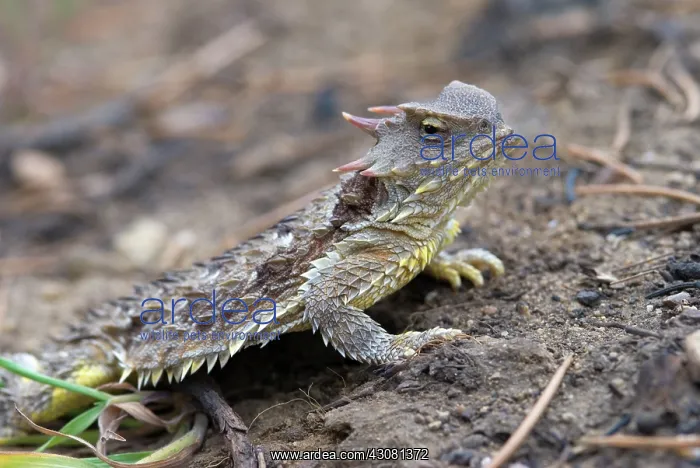 : Coast Horned Lizard : Coast Horned Lizard