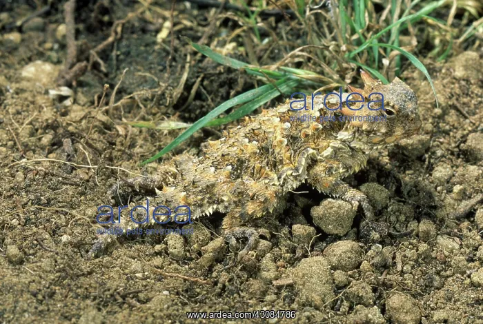 : Coast Horned Lizard : Coast Horned Lizard