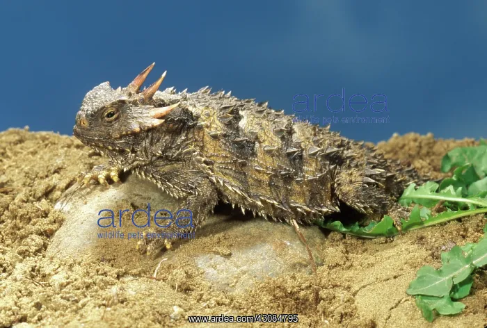 : Coast Horned Lizard : Coast Horned Lizard