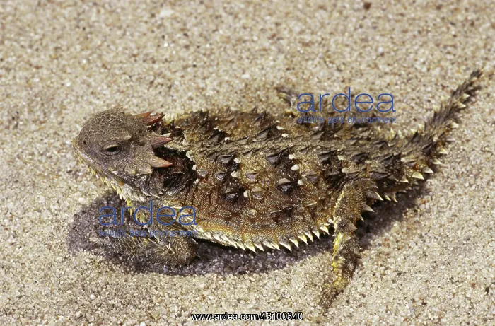 : Coast Horned Lizard or Horny Toad : Coast Horned Lizard or Horny Toad