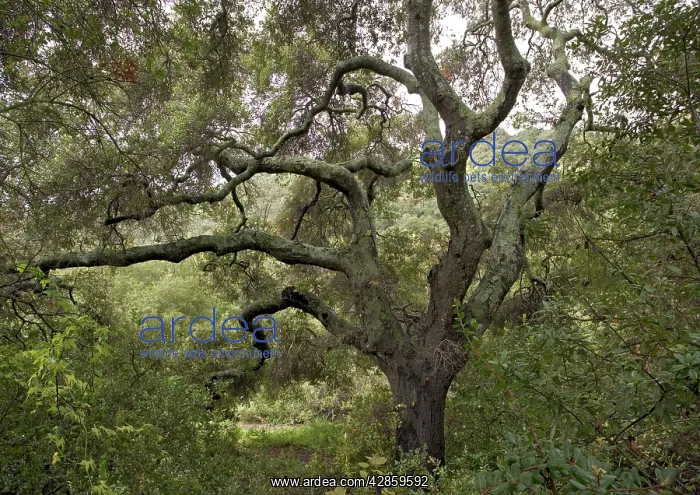 : Coast Live Oak : Coast Live Oak
