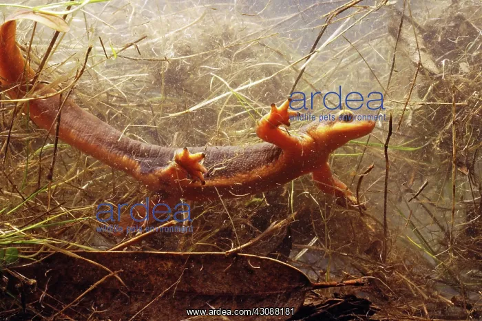 : Coast Range Newt : Coast Range Newt