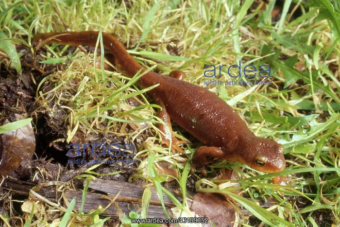 : Coast Range Newt : Coast Range Newt