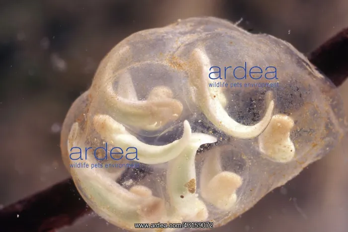 : Coast Range Newt Eggs : Coast Range Newt Eggs