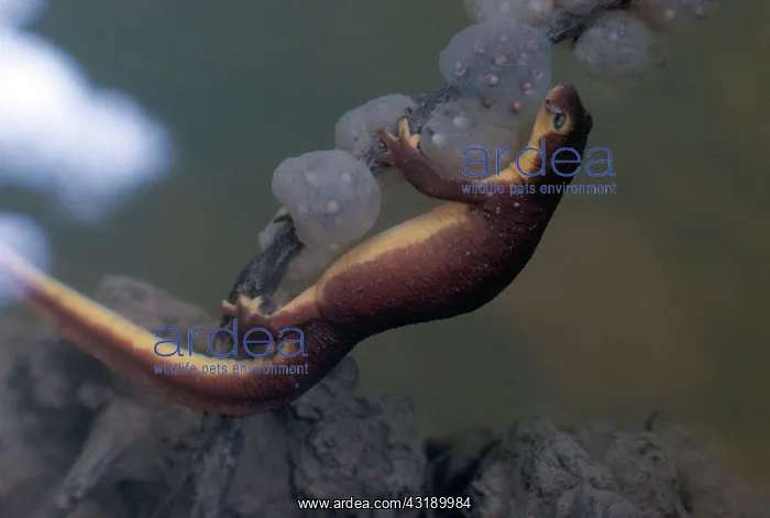 : Coast Range Newt with Eggs : Coast Range Newt with Eggs