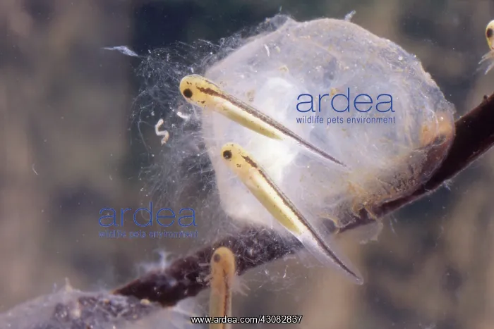 : Coast Range Newt Larva : Coast Range Newt Larva