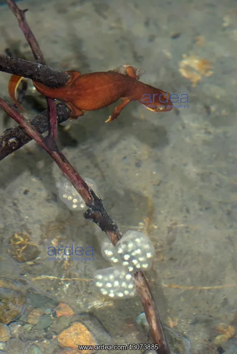 : Coast Range Newt Laying Eggs : Coast Range Newt Laying Eggs