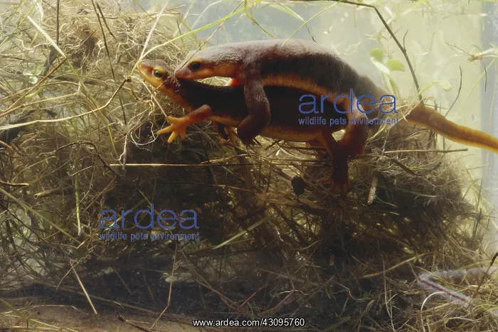 : Coast Range Newts Mating : Coast Range Newts Mating