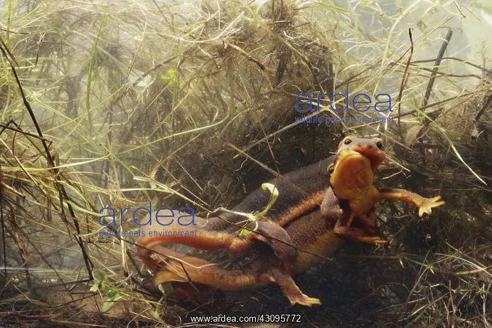 : Coast Range Newts Mating : Coast Range Newts Mating