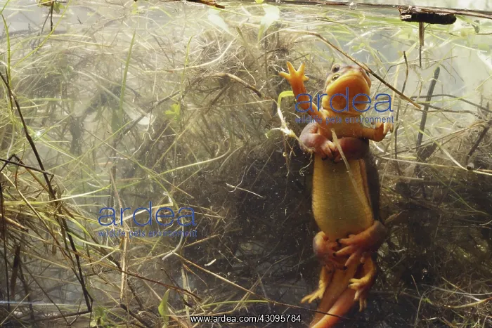 : Coast Range Newts Mating : Coast Range Newts Mating