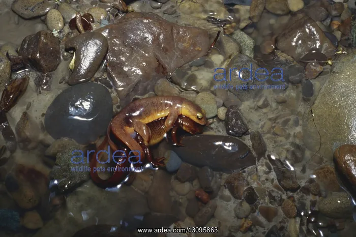 : Coast Range Newts Mating : Coast Range Newts Mating
