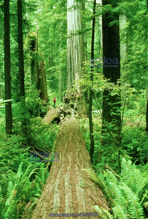 : Coast Redwood, dead tree : Coast Redwood, dead tree