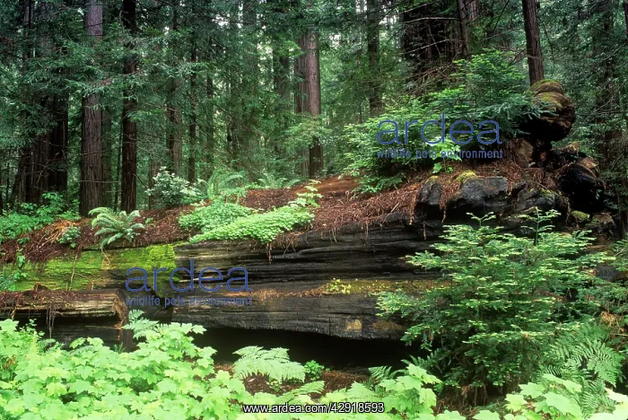 : Coast Redwood - forest : Coast Redwood - forest