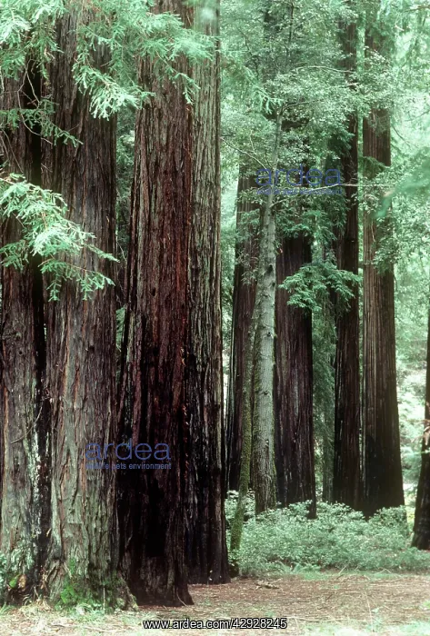 : Coast Redwood - forest : Coast Redwood - forest