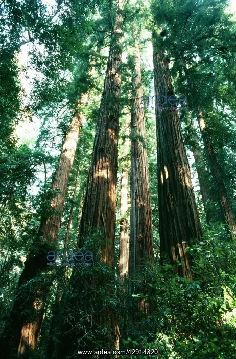 : Coast REDWOODS : Coast REDWOODS
