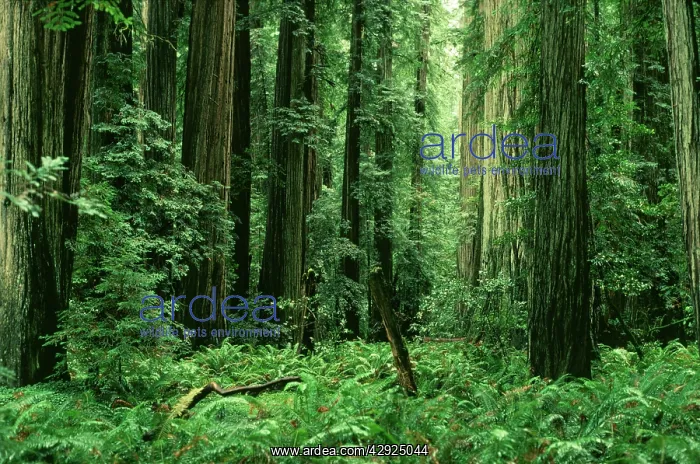 : COAST REDWOODS : COAST REDWOODS