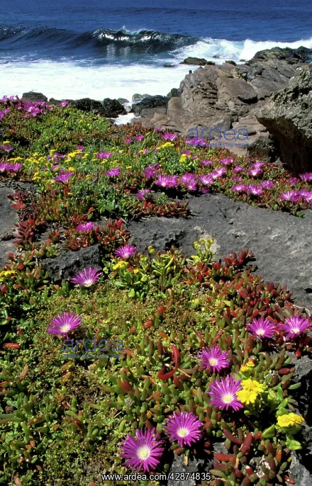 : Coast vegetation: Variable groundsel, Round-leaved : Coast vegetation: Variable groundsel, Round-leaved