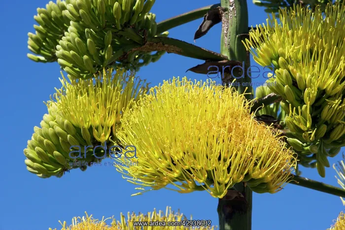 : Coastal agave : Coastal agave