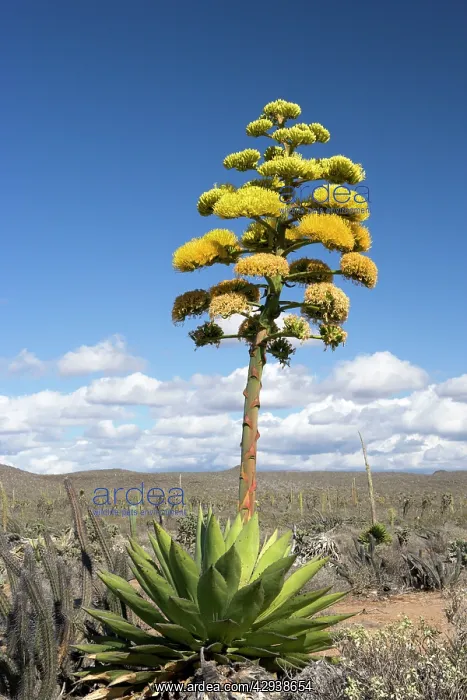 : Coastal Agave : Coastal Agave