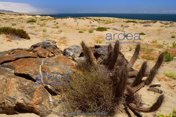 : Coastal Atacama - typical vegetation in the coastal : Coastal Atacama - typical vegetation in the coastal