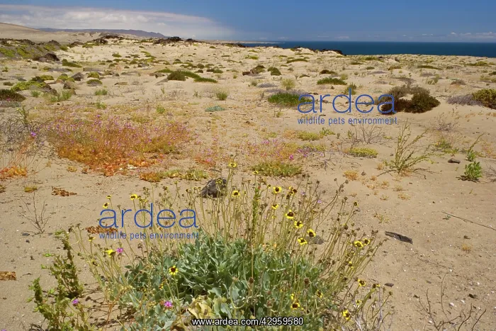 : Coastal Atacama - typical vegetation and dunes : Coastal Atacama - typical vegetation and dunes