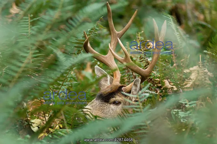 : Coastal Black-tailed Deer - buck appearing through foliage : Coastal Black-tailed Deer - buck appearing through foliage