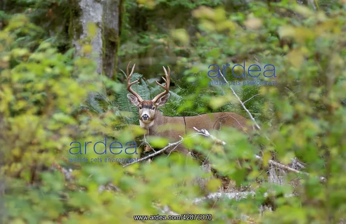 : Coastal Black-tailed Deer - buck appearing through foliage : Coastal Black-tailed Deer - buck appearing through foliage