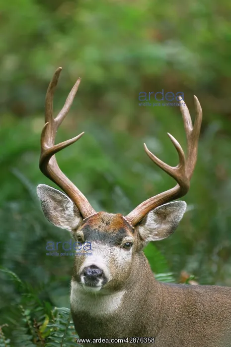 : Coastal Black-tailed Deer - buck - Autumn : Coastal Black-tailed Deer - buck - Autumn