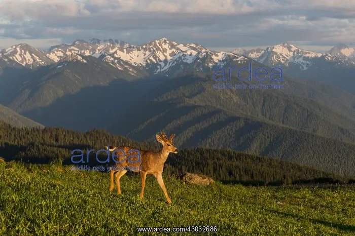 : Coastal Black-tailed Deer Buck or Columbian black-tailed : Coastal Black-tailed Deer Buck or Columbian black-tailed