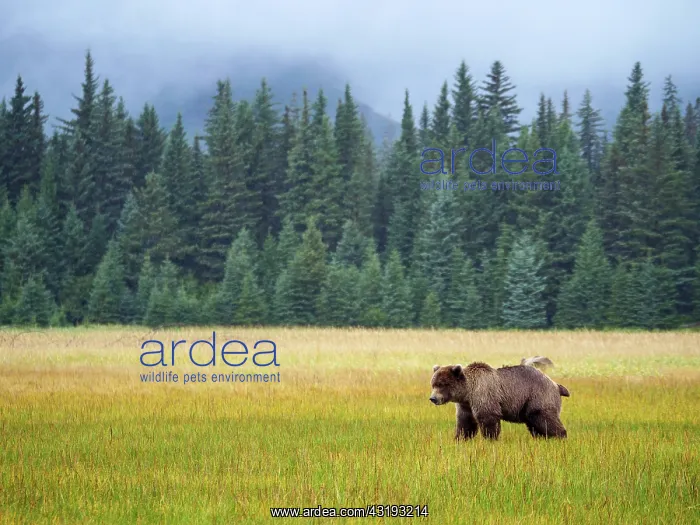 : Coastal brown bear, also known as Grizzly Bear (Ursus : Coastal brown bear, also known as Grizzly Bear (Ursus