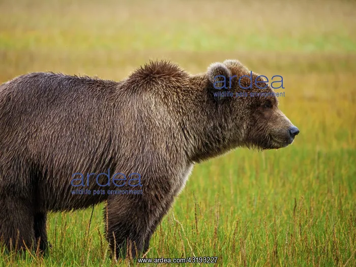 : Coastal brown bear, also known as Grizzly Bear (Ursus : Coastal brown bear, also known as Grizzly Bear (Ursus