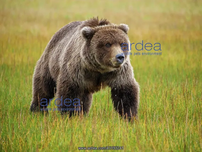 : Coastal brown bear, also known as Grizzly Bear (Ursus : Coastal brown bear, also known as Grizzly Bear (Ursus