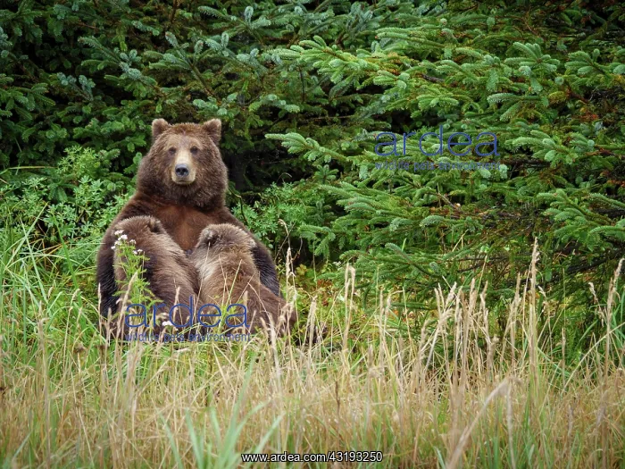 : Coastal brown bear, also known as Grizzly Bear (Ursus : Coastal brown bear, also known as Grizzly Bear (Ursus