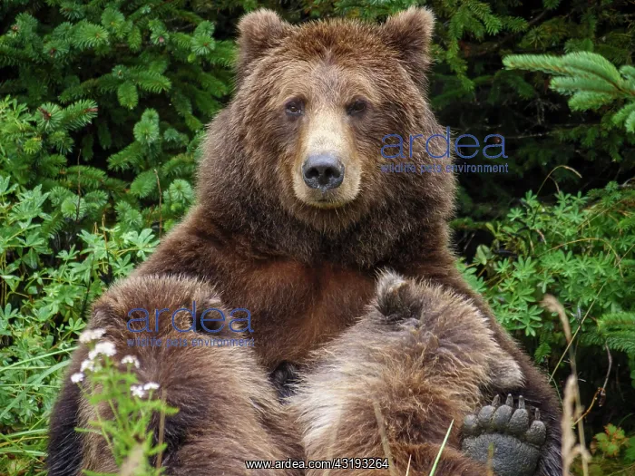 : Coastal brown bear, also known as Grizzly Bear (Ursus : Coastal brown bear, also known as Grizzly Bear (Ursus