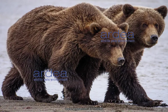: Coastal brown bear, also known as Grizzly Bear (Ursus : Coastal brown bear, also known as Grizzly Bear (Ursus