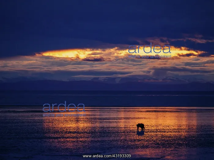 : Coastal brown bear, also known as Grizzly Bear (Ursus : Coastal brown bear, also known as Grizzly Bear (Ursus