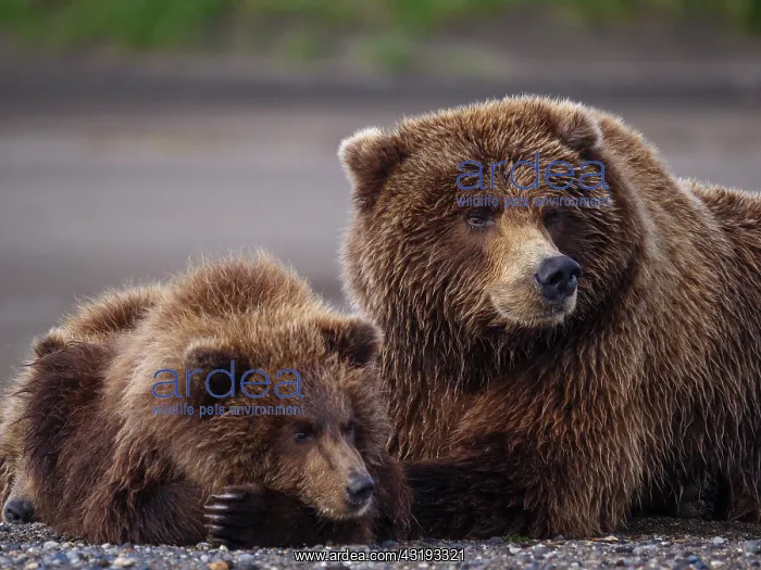 : Coastal brown bear, also known as Grizzly Bear (Ursus : Coastal brown bear, also known as Grizzly Bear (Ursus