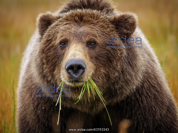 : Coastal brown bear, also known as Grizzly Bear (Ursus : Coastal brown bear, also known as Grizzly Bear (Ursus