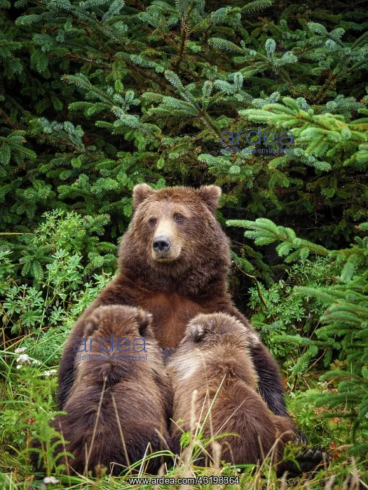 : Coastal brown bear, also known as Grizzly Bear (Ursus : Coastal brown bear, also known as Grizzly Bear (Ursus