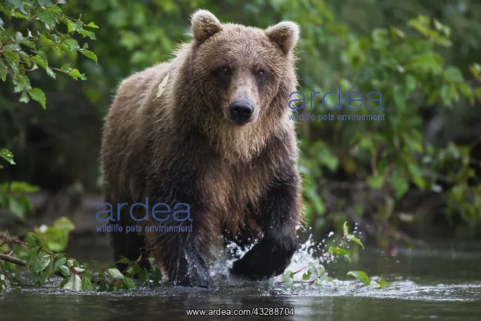  : A coastal brown bear ( Ursus arctos ) walking t