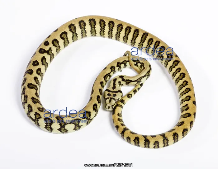 : Coastal Carpet Python - Mcdowelli sub-species - : Coastal Carpet Python - Mcdowelli sub-species -