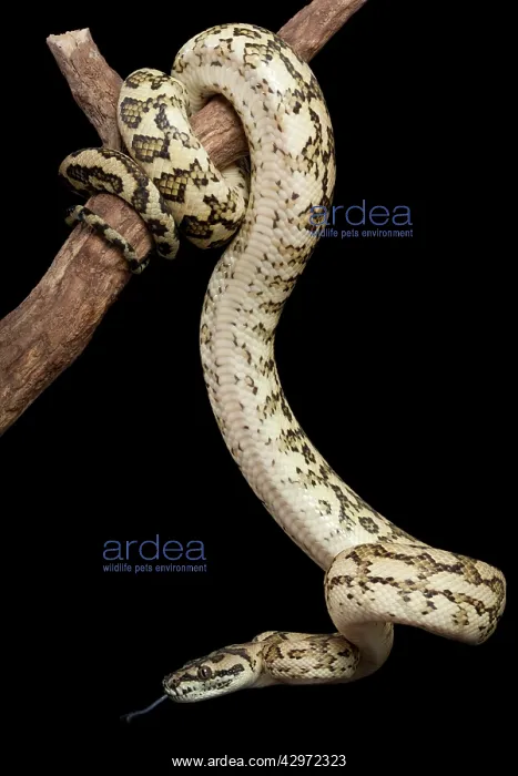 : Coastal Carpet Python - Mcdowelly sub-species : Coastal Carpet Python - Mcdowelly sub-species
