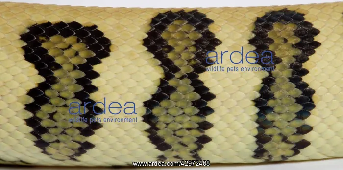 : Coastal Carpet Python - detail of the skin - Mcdowelli : Coastal Carpet Python - detail of the skin - Mcdowelli