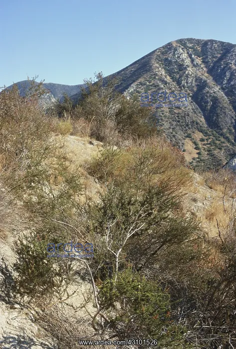 : Coastal Chaparral : Coastal Chaparral