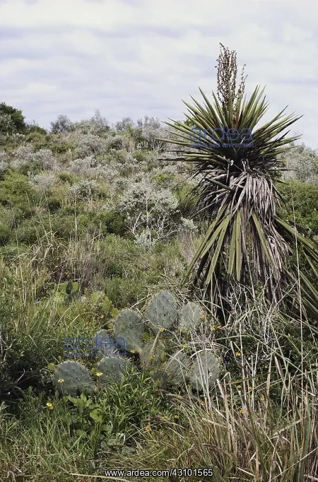 : Coastal Chaparral Biome, Texas : Coastal Chaparral Biome, Texas