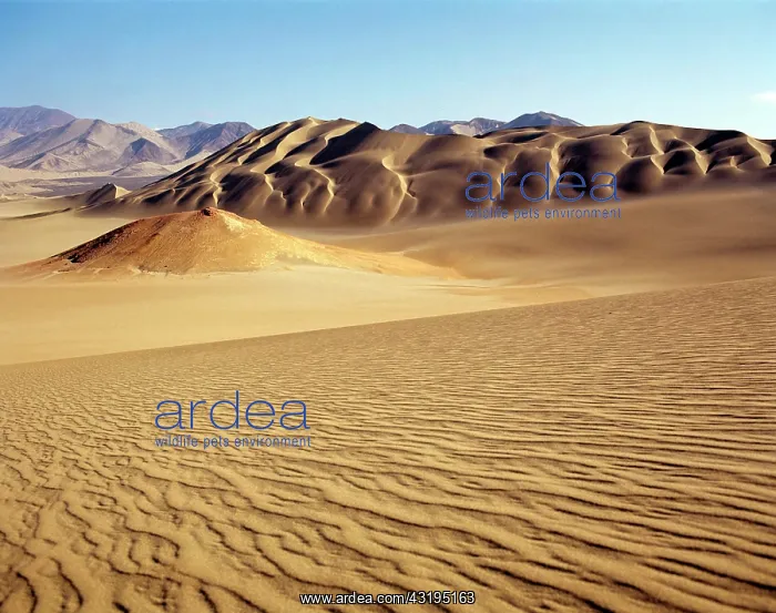 : Coastal desert, sand dunes, ripples near Casma : Coastal desert, sand dunes, ripples near Casma